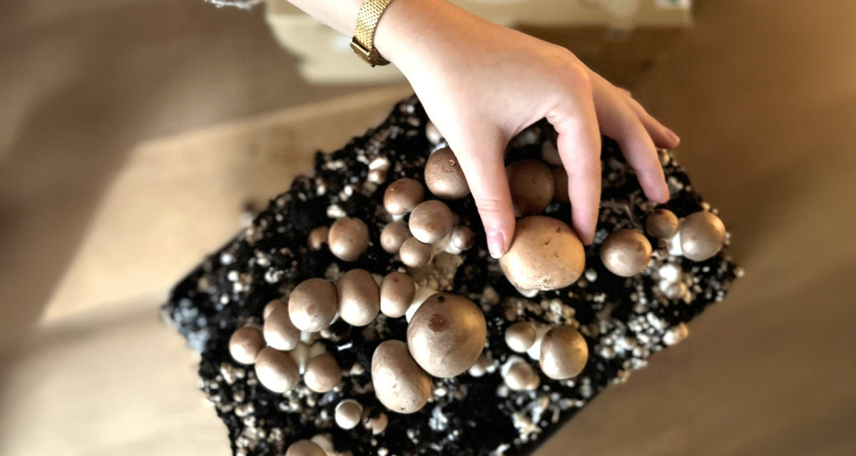 Frisch wachsende Champignons in der Pilzbox