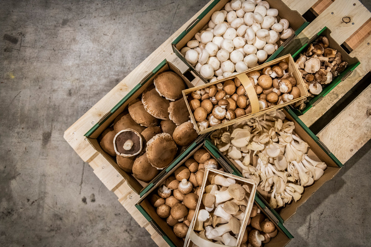 Mjko Bio-Pilzboxen für die Pilzzucht zu Hause