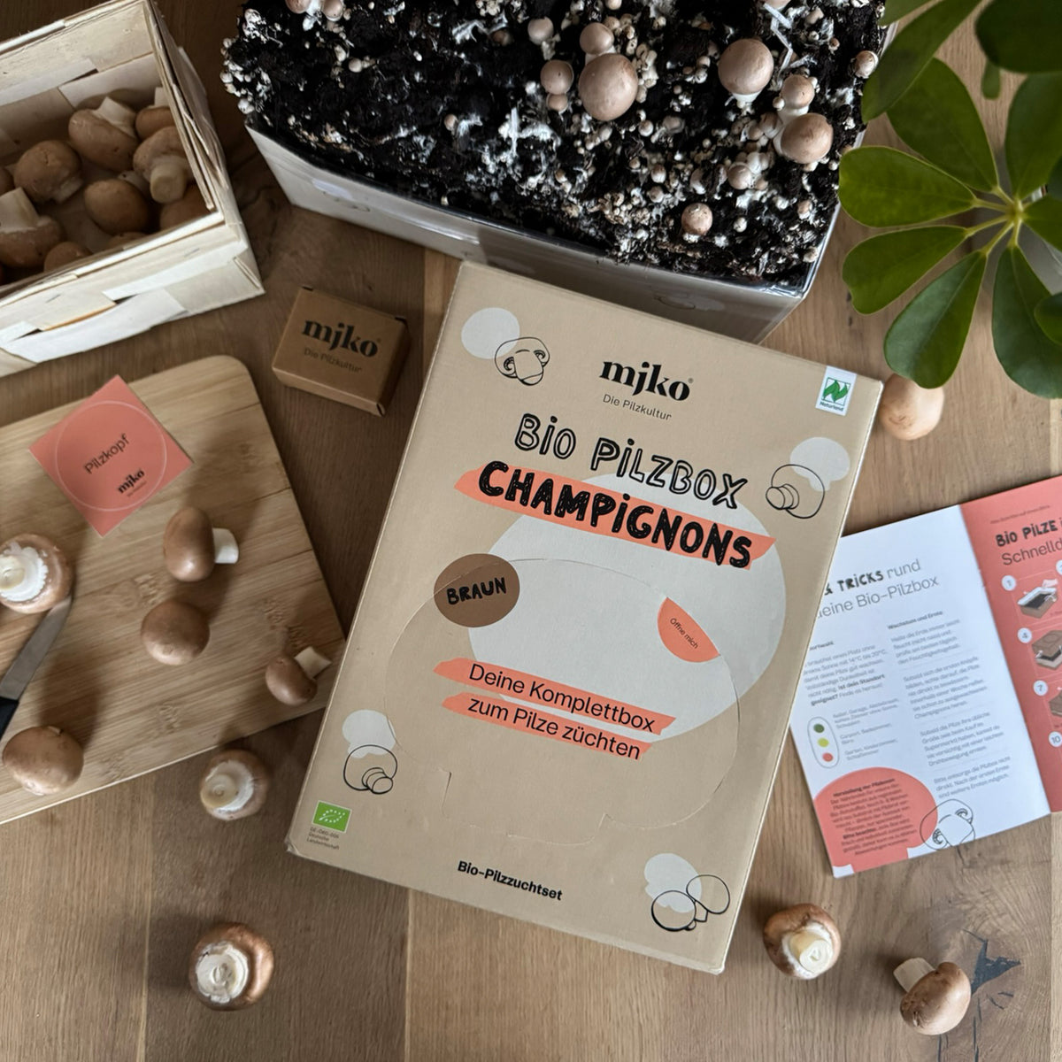 Bio-Pilzbox „braune Champignons“ zum Selberzüchten