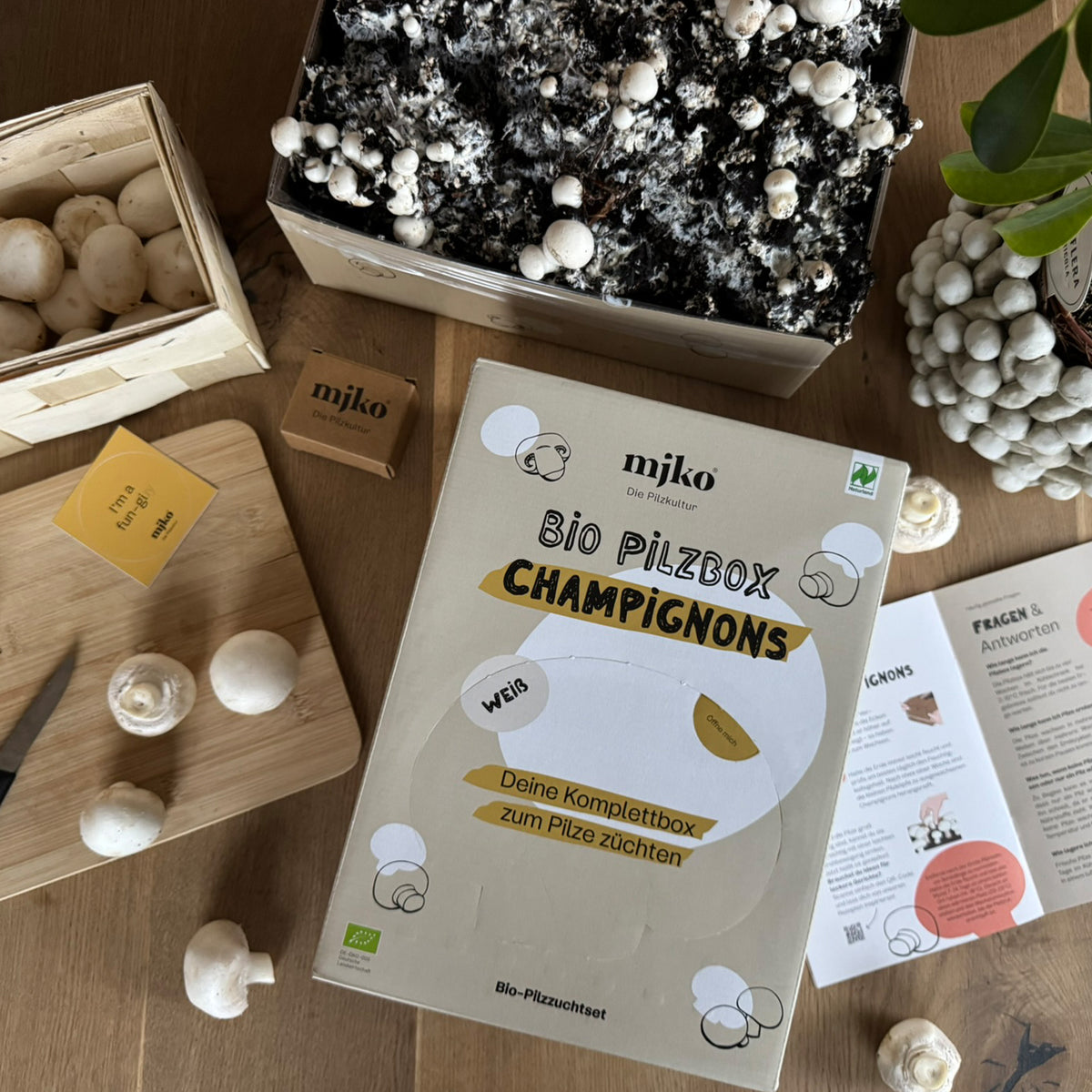 Bio-Pilzbox „weiße Champignons“ zum Selberzüchten