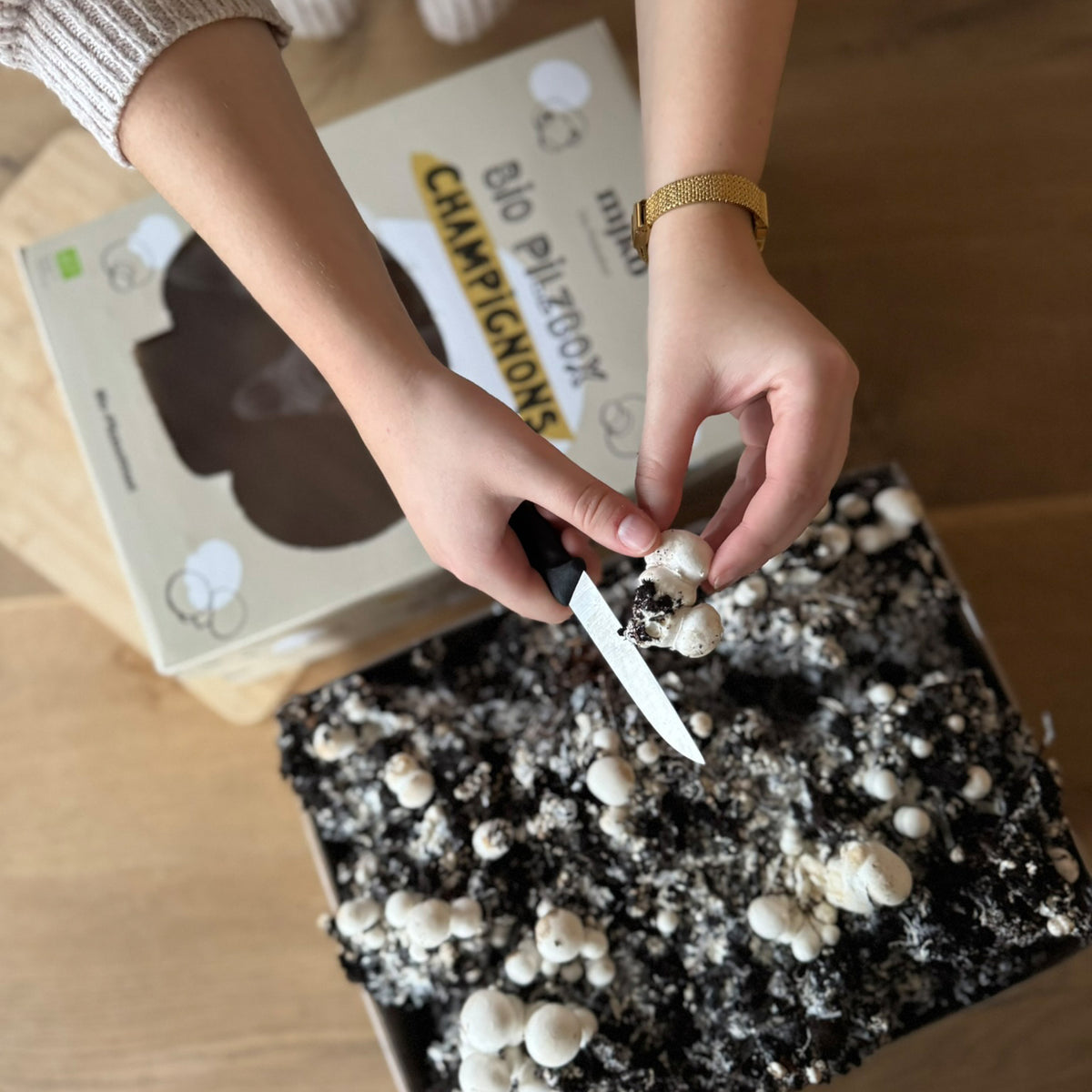 Bio-Pilzbox „weiße Champignons“ zum Selberzüchten