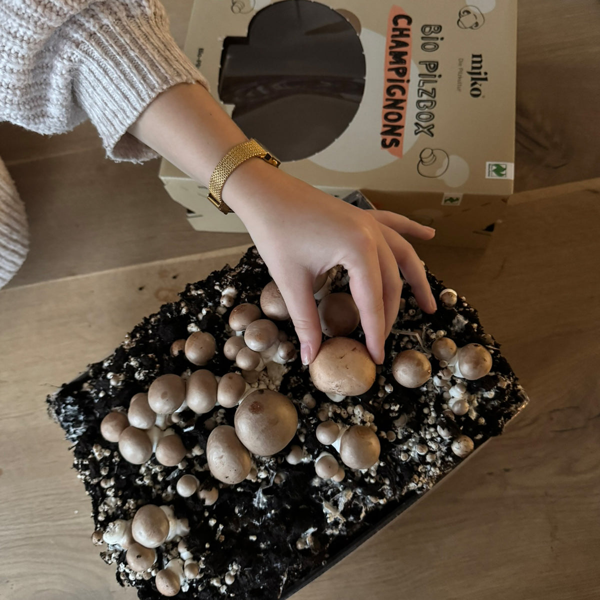 Bio-Pilzbox „braune Champignons“ zum Selberzüchten