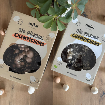 Sparpaket: Bio-Pilzboxen „weiße Champignons“ und „braune Champignons“