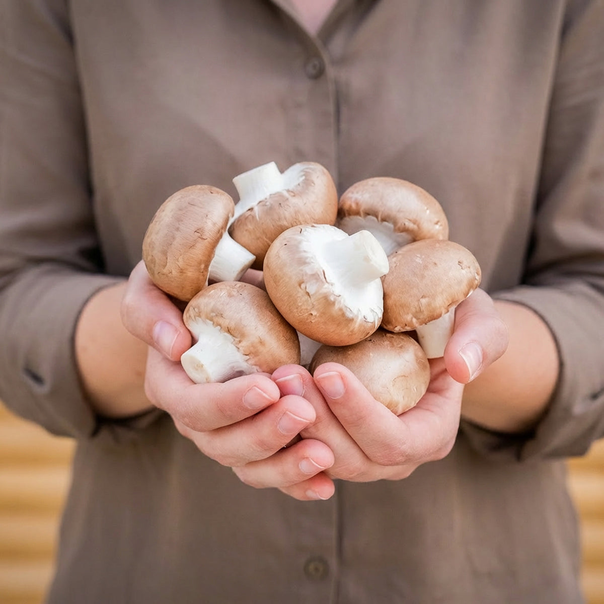 Bio-Pilzbox „braune Champignons“ zum Selberzüchten