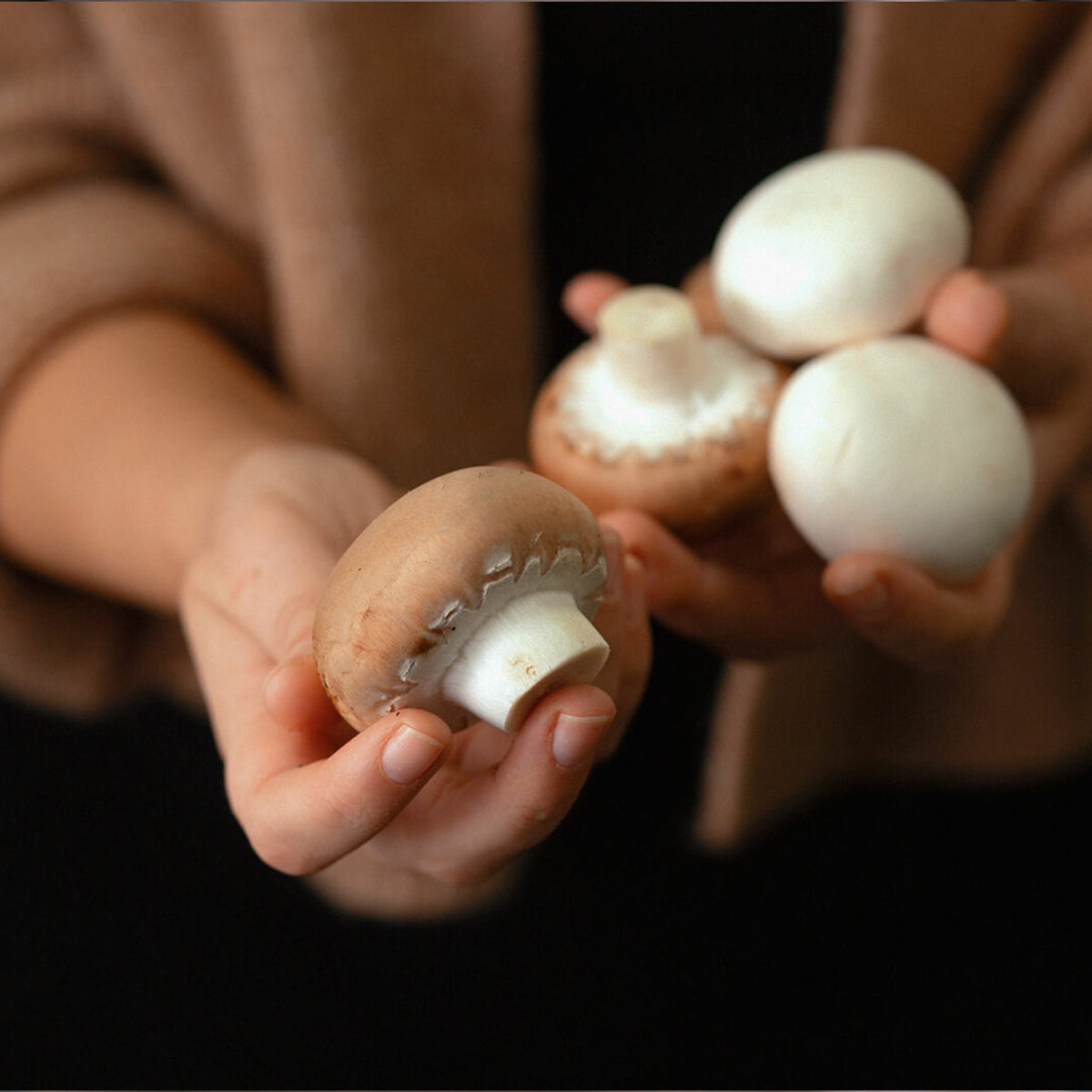 Sparpaket: Bio-Pilzboxen „weiße Champignons“ und „braune Champignons“