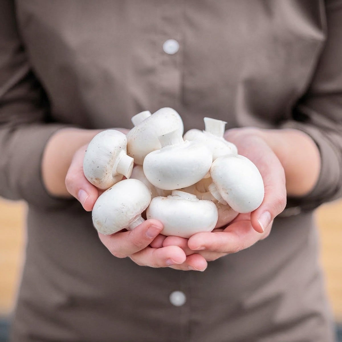 Bio-Pilzbox „weiße Champignons“ zum Selberzüchten